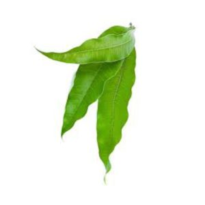 Mango Leaves (12 Leaves)