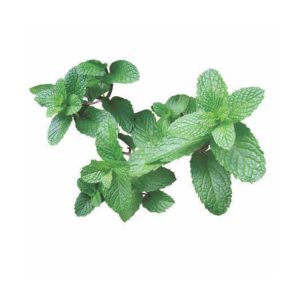Cut Fresh Mint (1 Bunch)