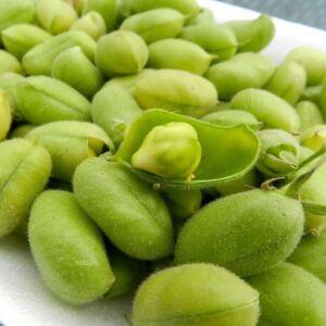 Green chana (1 Lb)